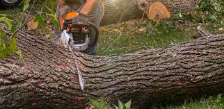  Lake Telemark, NJ Tree Services Pros