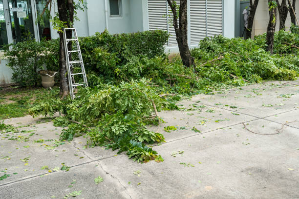 Best Tree Maintenance Programs  in Lake Telemark, NJ