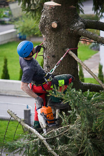 Best Tree Removal  in Lake Telemark, NJ