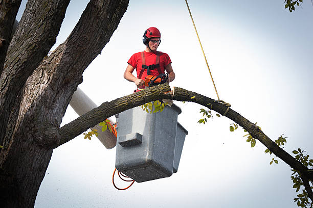 How Our Tree Care Process Works  in  Lake Telemark, NJ