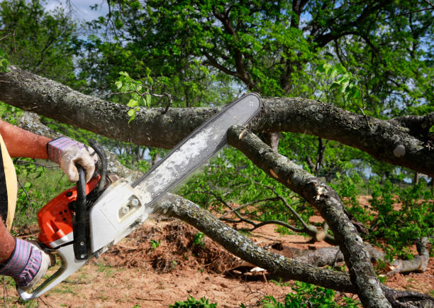Best Lawn Maintenance Plans  in Lake Telemark, NJ